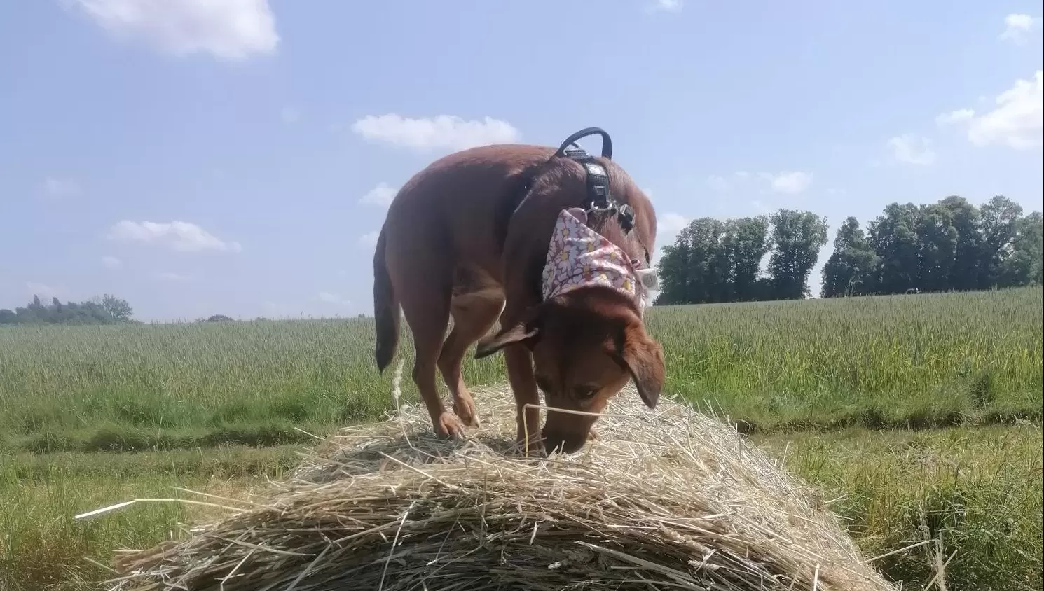 chien des Iles/service pour animaux/balade chien/animal de compagnie/promenade quotidienne 